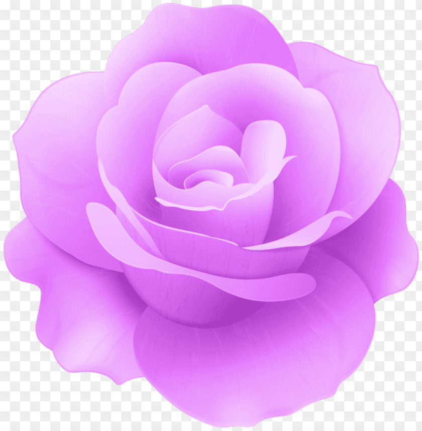 purple rose flower