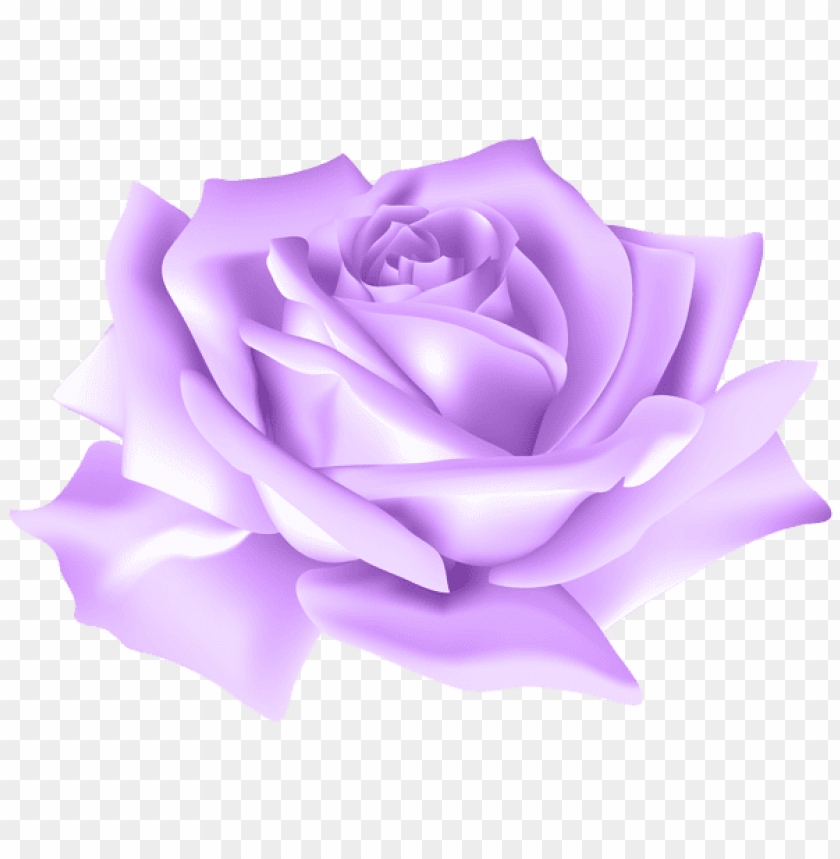 purple rose flower