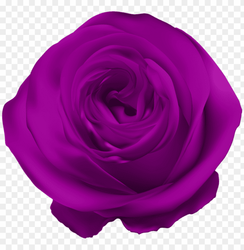 purple rose png