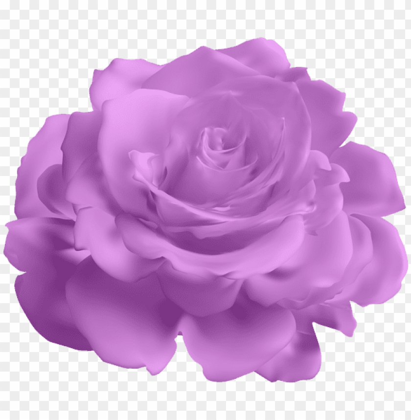 purple rose transparent