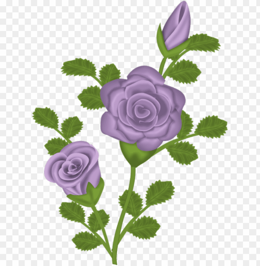 purple rose transparent