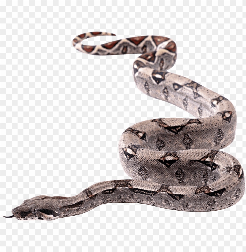 python,animals