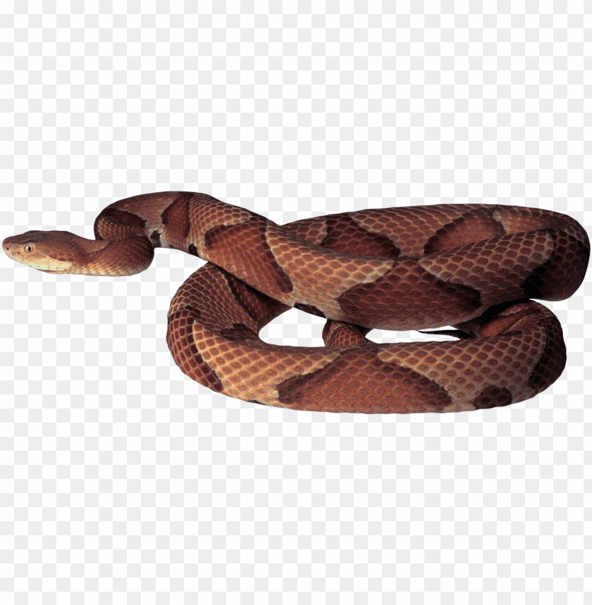 python,animals