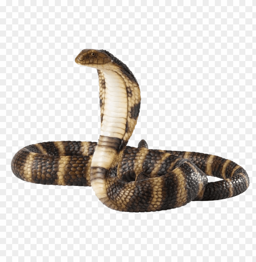 python,animals