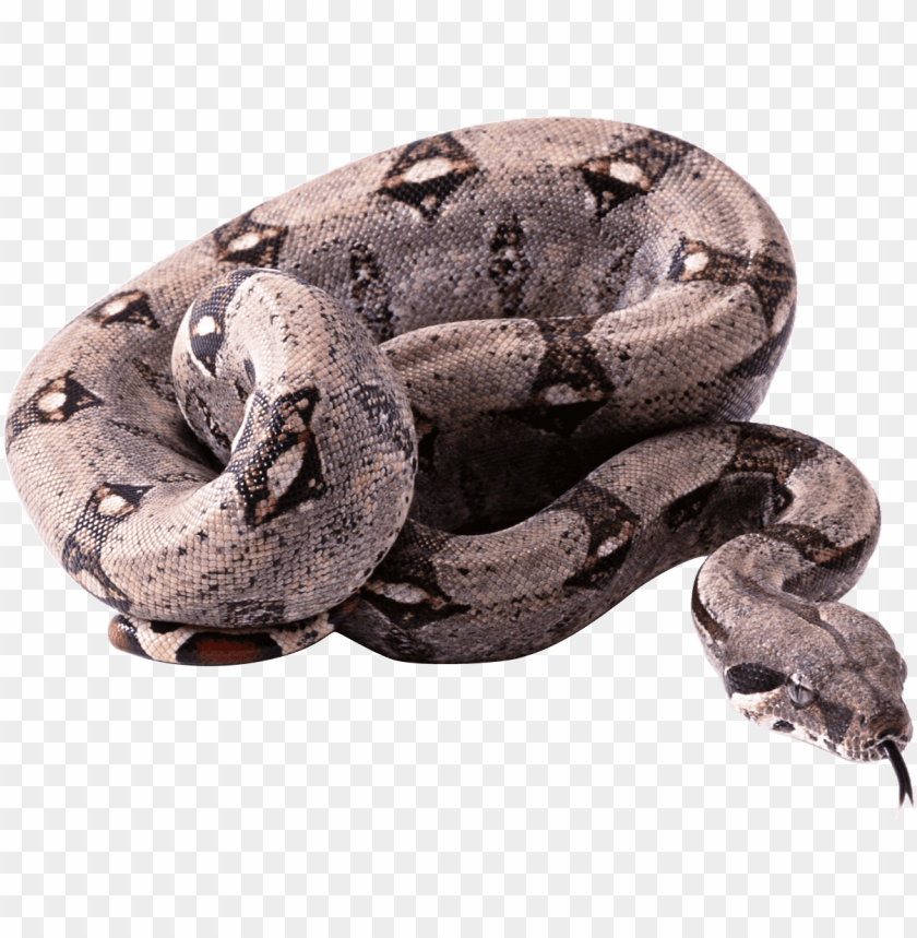 python,animals