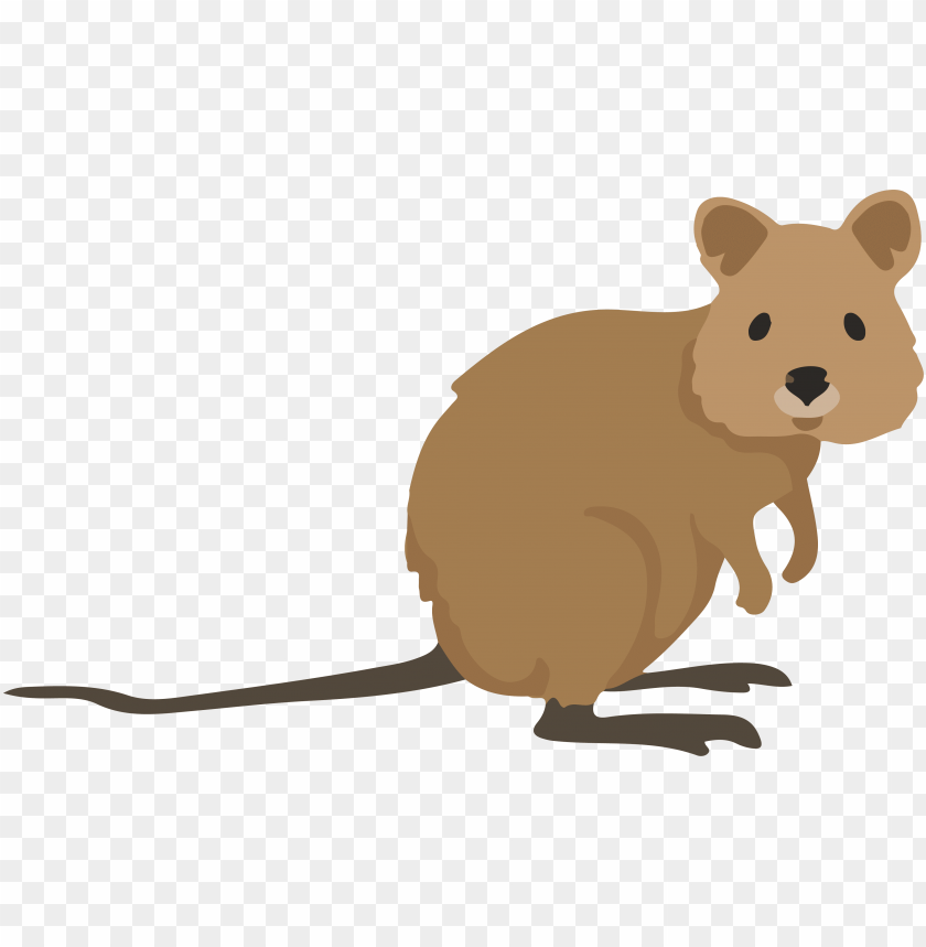 quokka, animal illustration, cute mammal, nature graphics, wildlife art, Australian fauna, cartoon animal