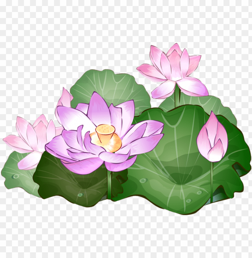 isolated, food, lotus flower, retro clipart, painting, clipart kids, flower