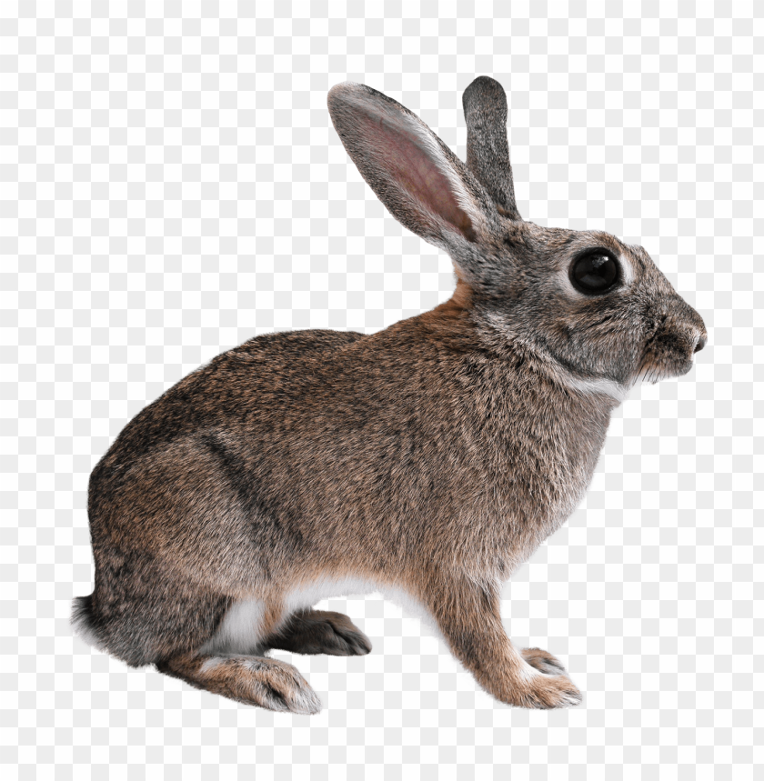 pet, animal, rabbit