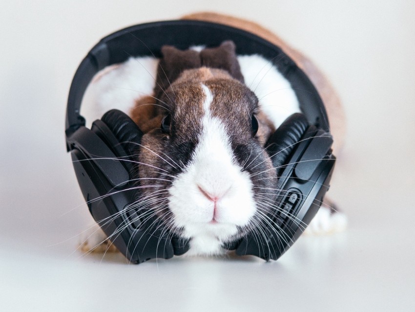 Rabbit Headphones Music Audio Background