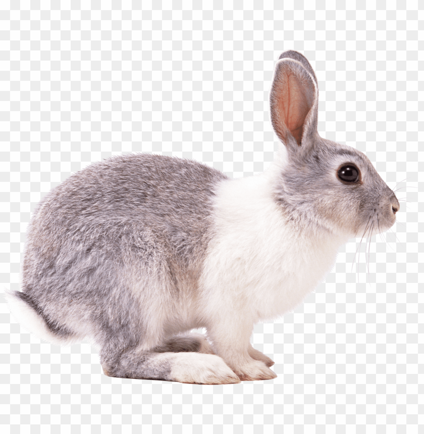 animals, rabbits, rabbit right, 