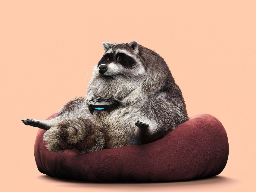 raccoon, joystick, funny, gamepad, game