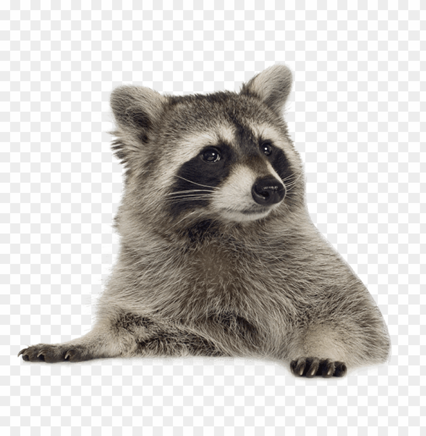 animals, raccoons, raccoon lying down, 