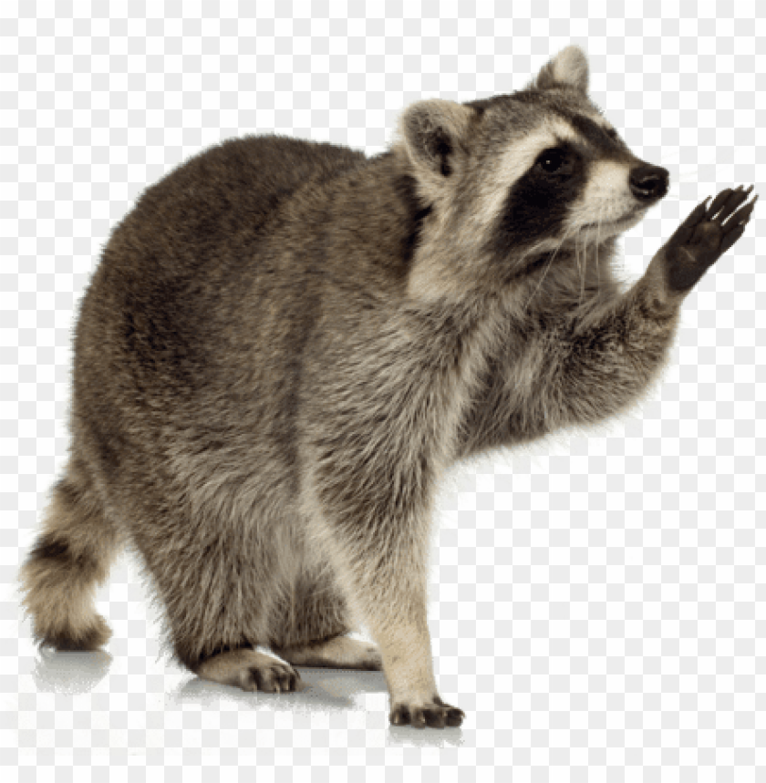 animals, raccoons, raccoon up, 