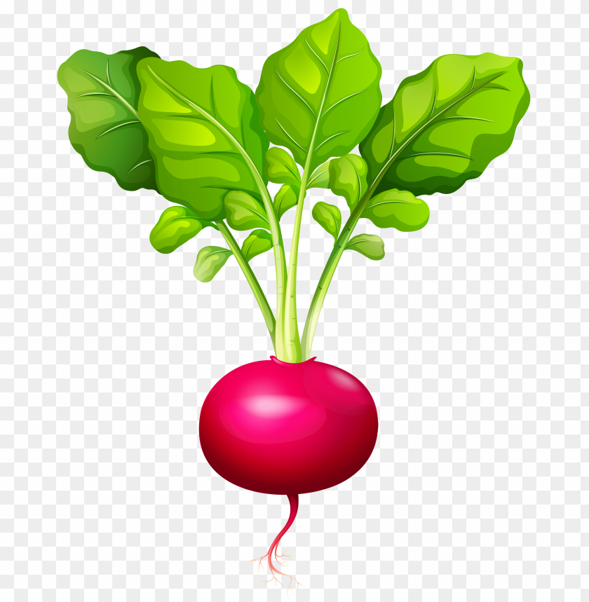 radish