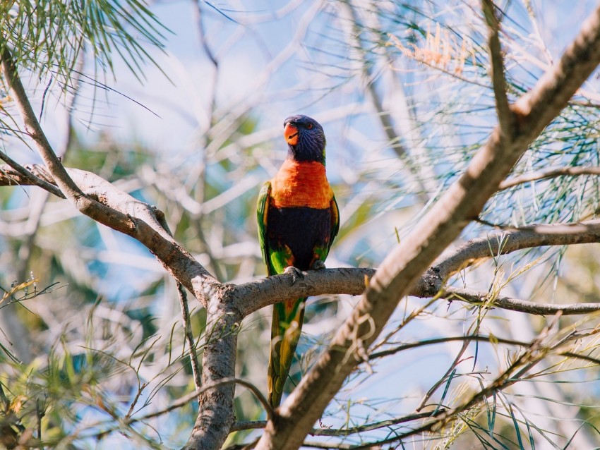 rainbow lorikeet, parrot, bird, colorful, wildlife