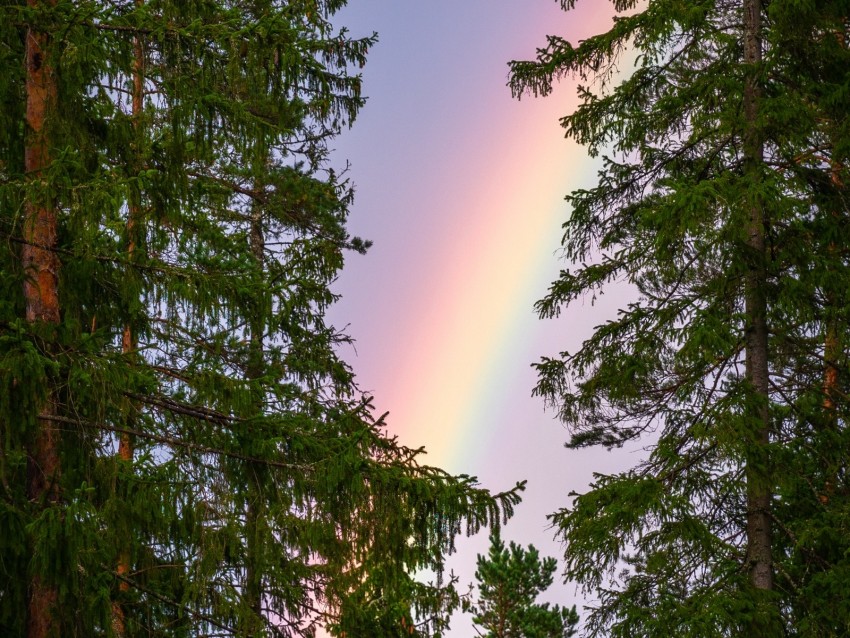 rainbow, trees, branches, sky, natural phenomenon, after the rain