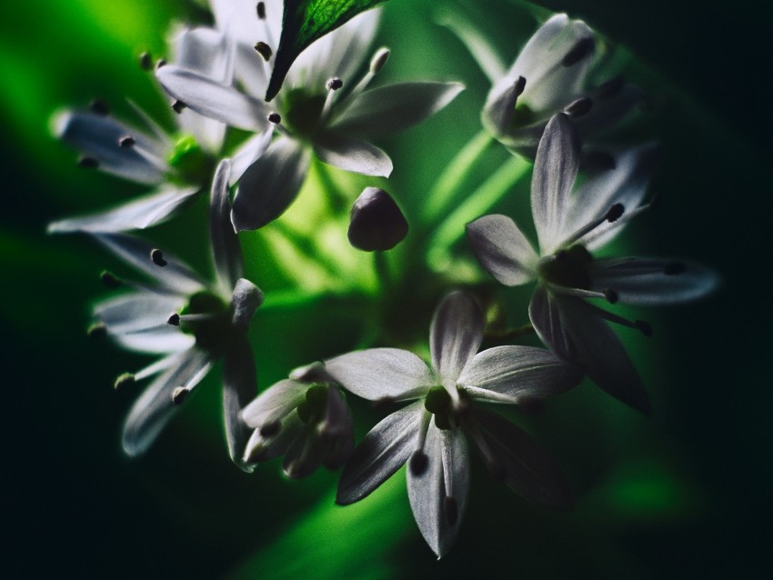 ramson, flowers, macro, flowering, leaves