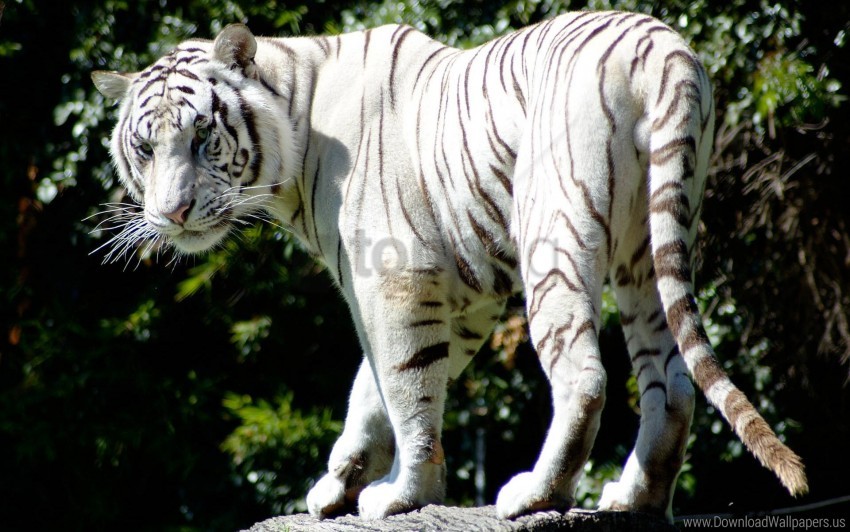 tiger, wild animal, big cat, white tiger, striped animal, wildlife, nature photography