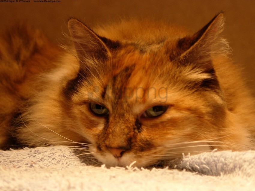 cat, domestic cat, furry pet, feline, orange fur, resting cat, soft fur