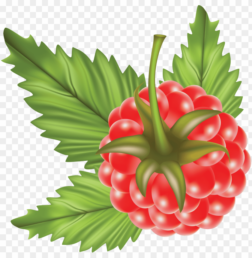 
rasberry
, 
berry
, 
fruit
, 
food
, 
tasty
