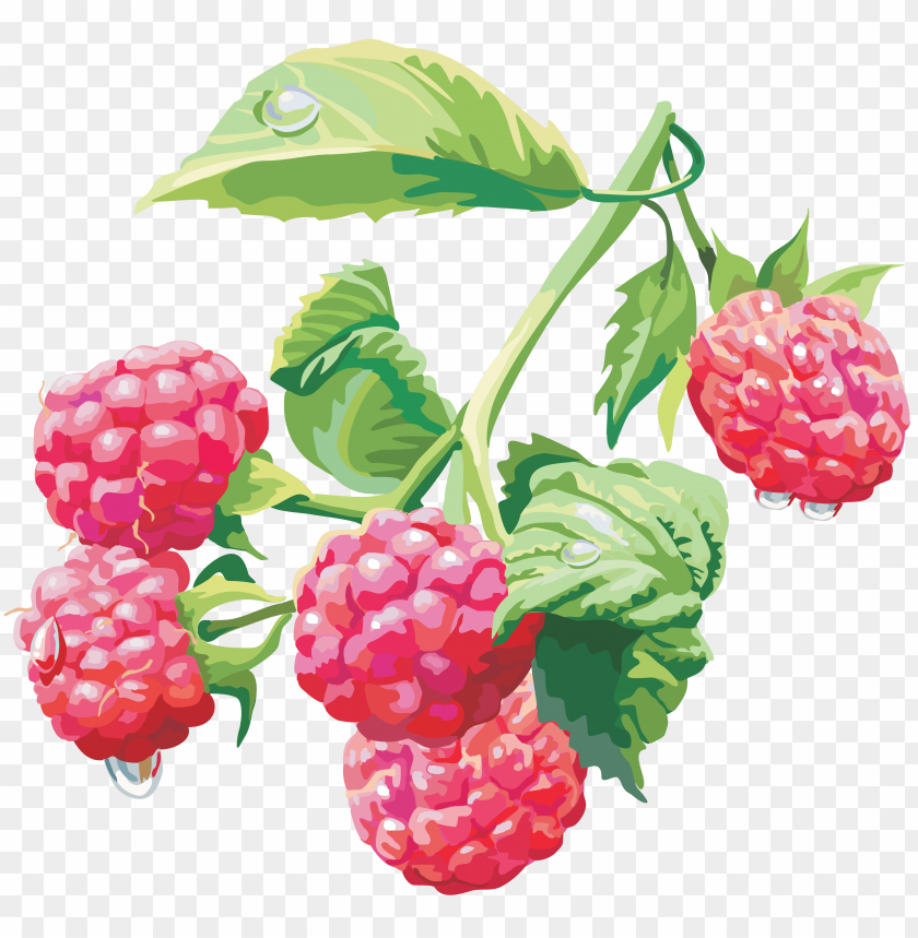 
rasberry
, 
berry
, 
fruit
, 
food
, 
tasty
