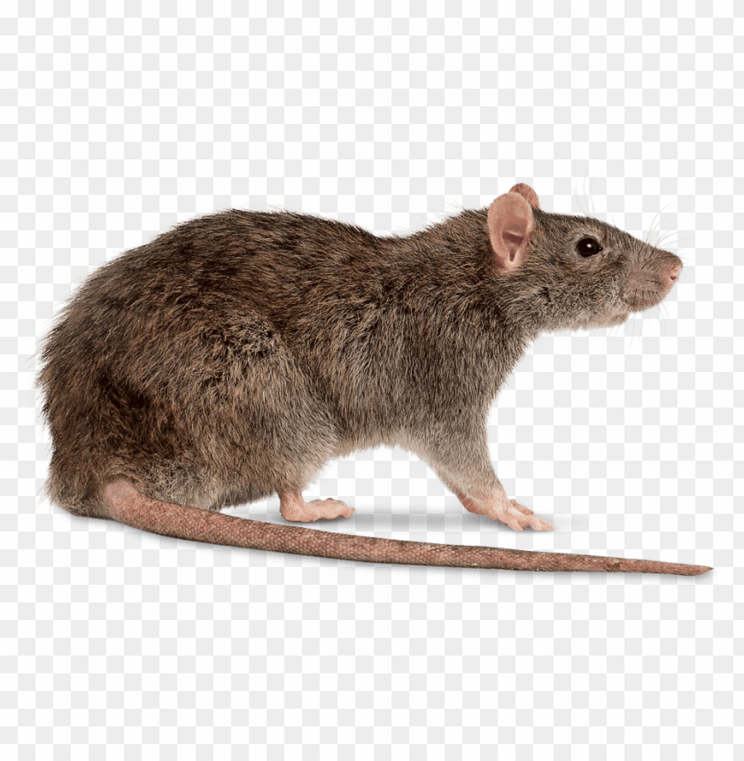 Rat Right PNG Transparent Background