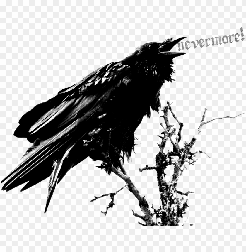 Raven PNG Transparent Background