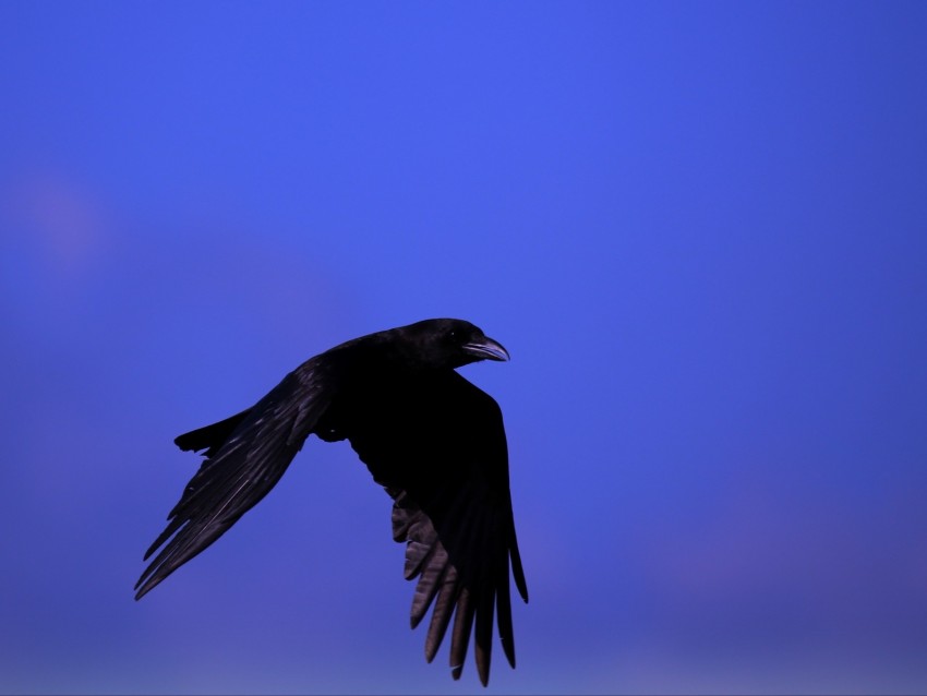 Raven Bird Black Fly Sky Background