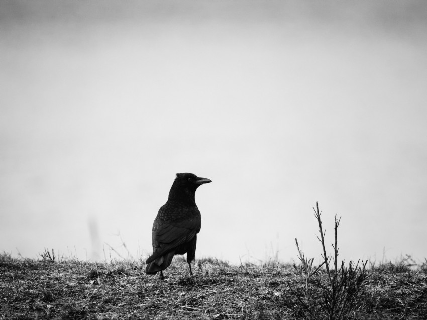 raven, bw, bird, grass