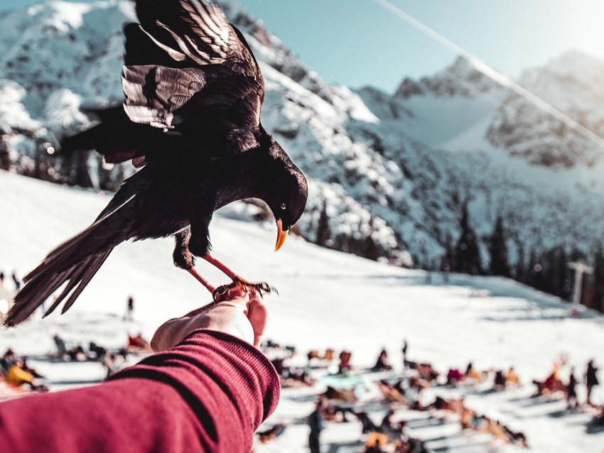 Raven Hand Bird Blur Mountains Background