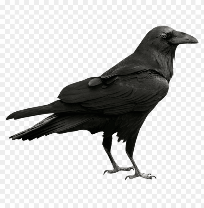 birds png ,bird