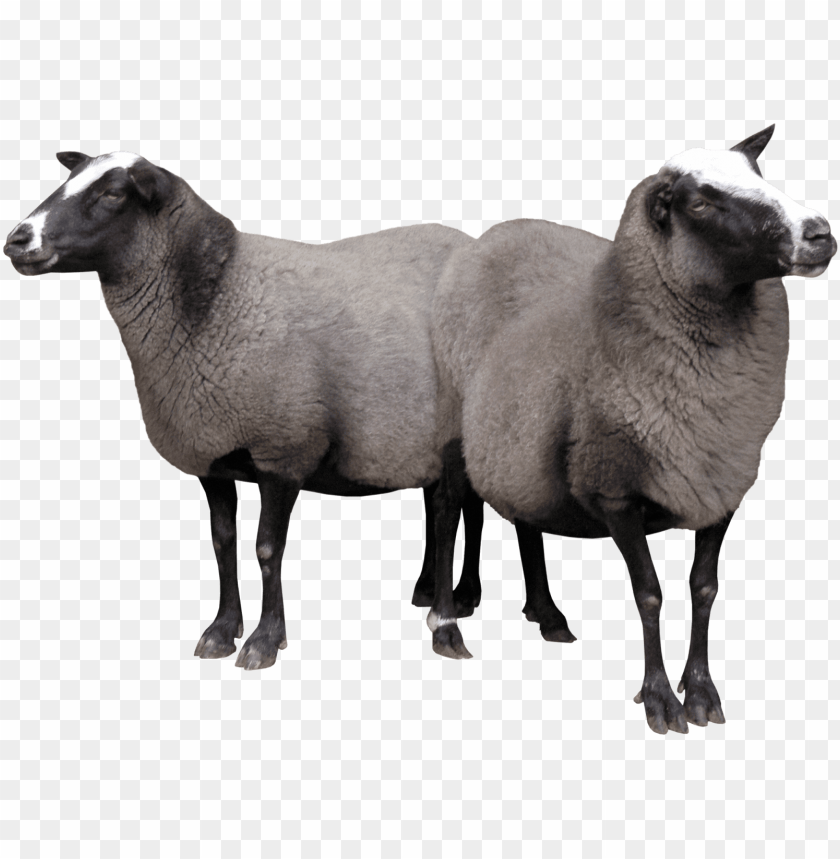 real sheep png, png,sheep,reals,real,realsh