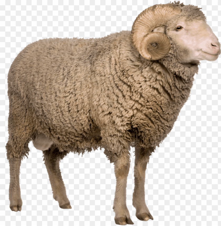 real sheep png, png,sheep,reals,real,realsh