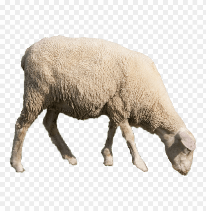 real sheep png, png,sheep,reals,real,realsh