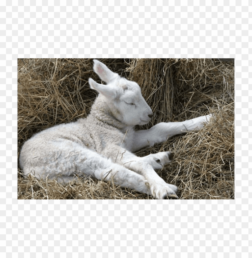 real sheep png, png,sheep,reals,real,realsh