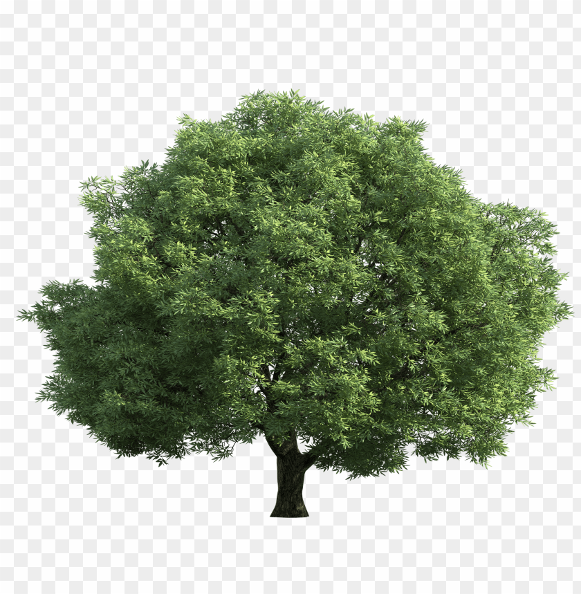 art, clip, green, realistic, tree