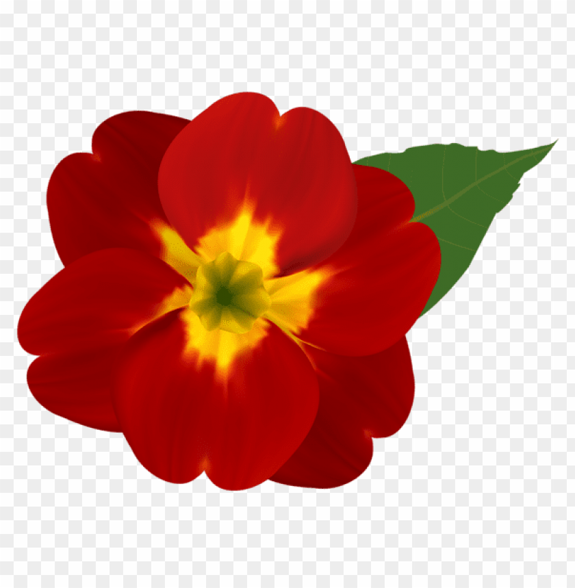 red and yellow flower