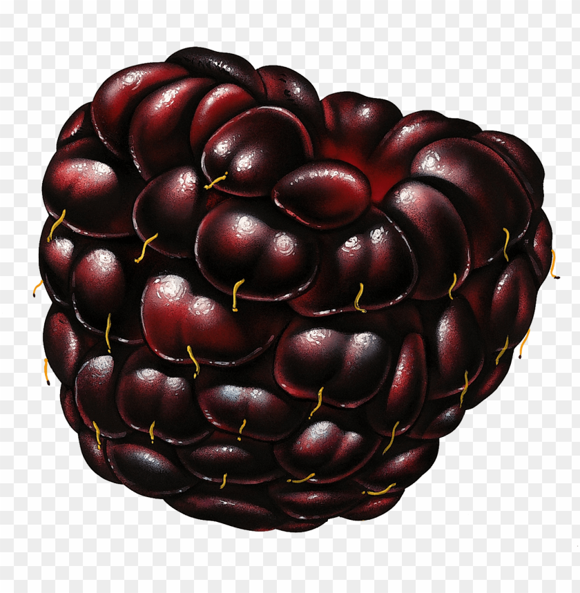 
blackberry
, 
berry
, 
fruit
, 
delicious
, 
drawing
