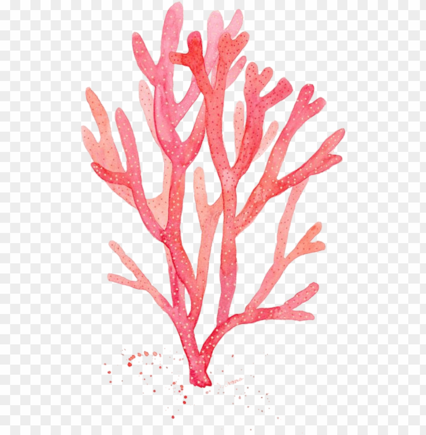 background, coral, illustration, bright, dirty, wildlife, vintage