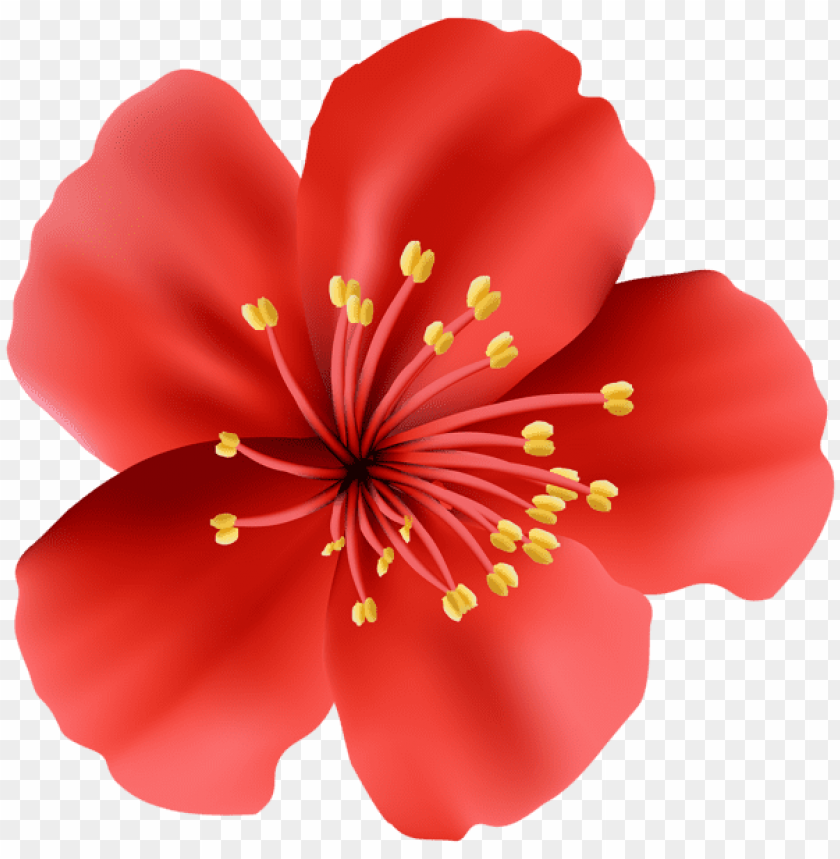 red flower