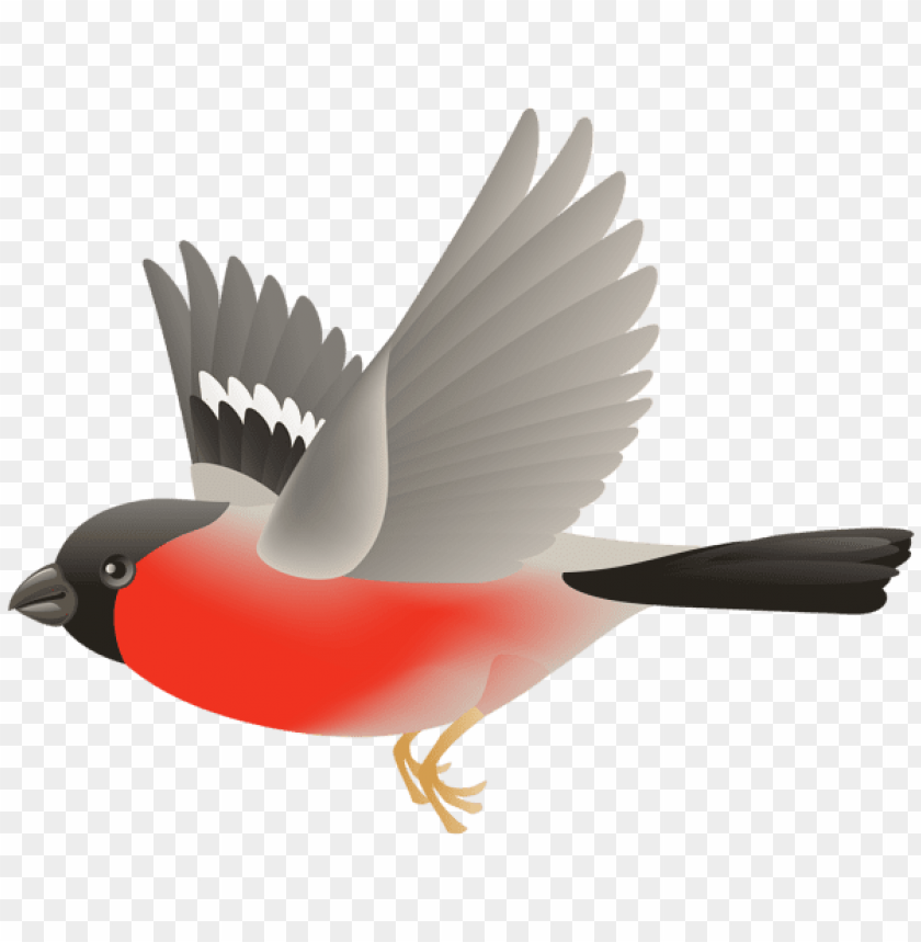 birds png ,bird