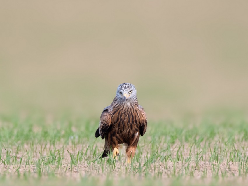 Red Kite Kite Predator Bird Background