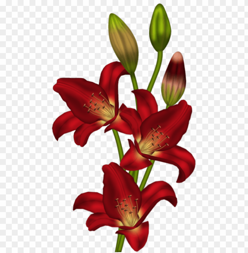 red lilium