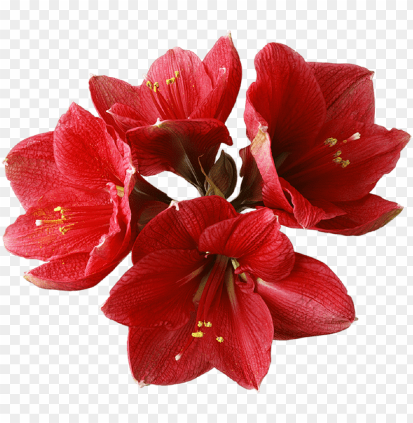 red orchid