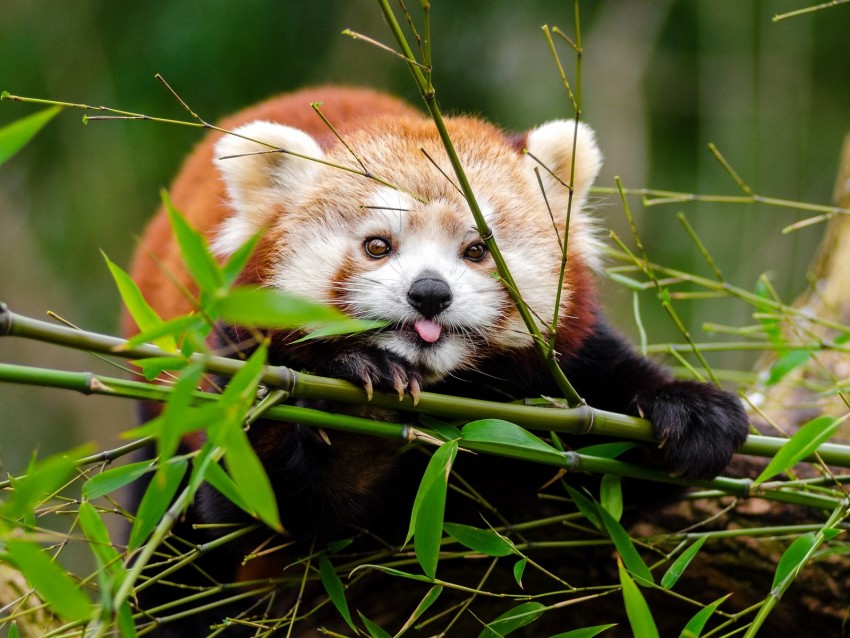 Red Panda Panda Protruding Tongue Cute Funny Bamboo Twigs Background