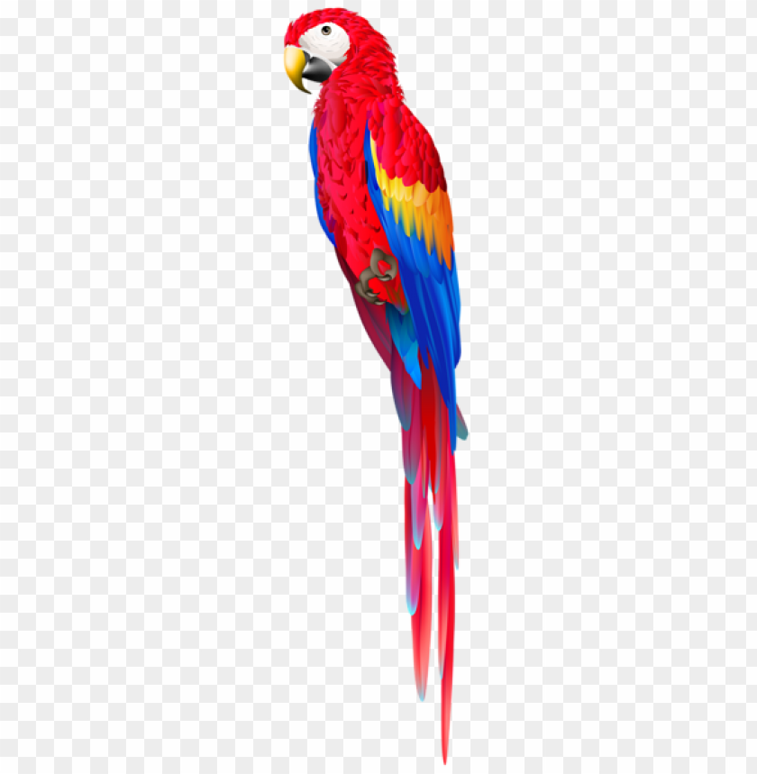 birds png ,bird