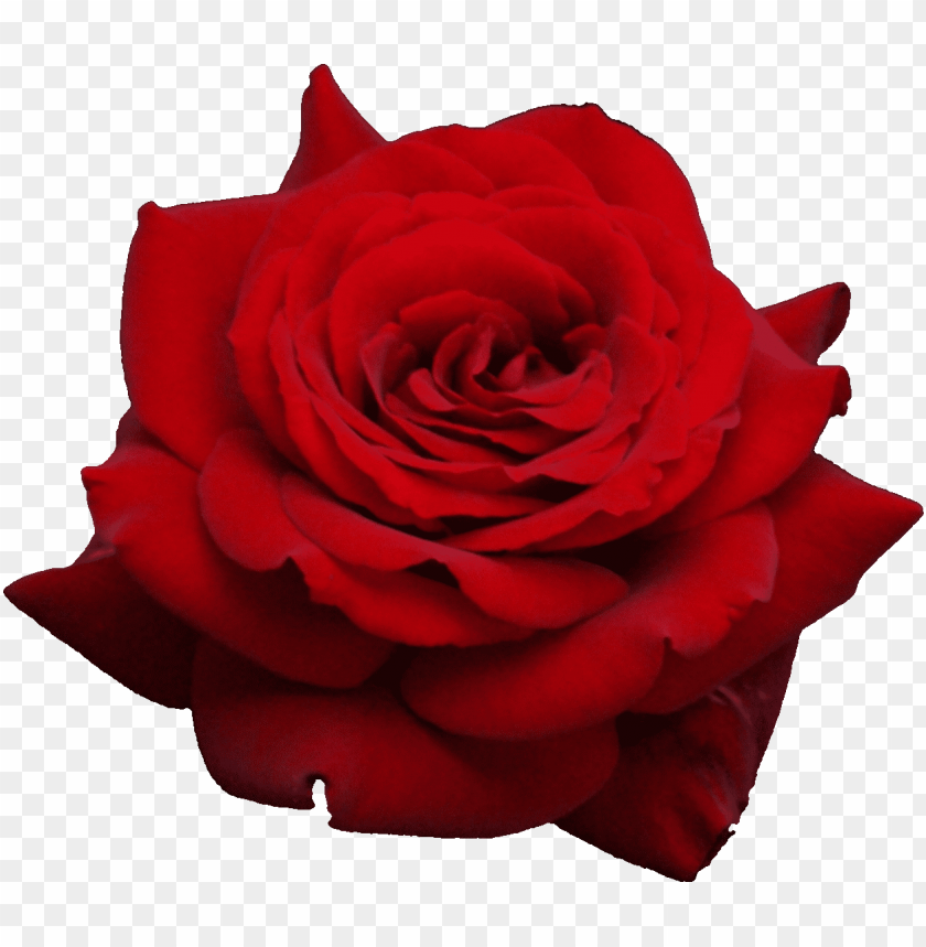 
rose
, 
woody flowering plant
, 
genus rosa
, 
red rose
