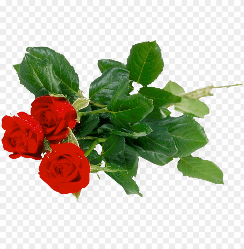 
rose
, 
woody flowering plant
, 
genus rosa
, 
red rose
