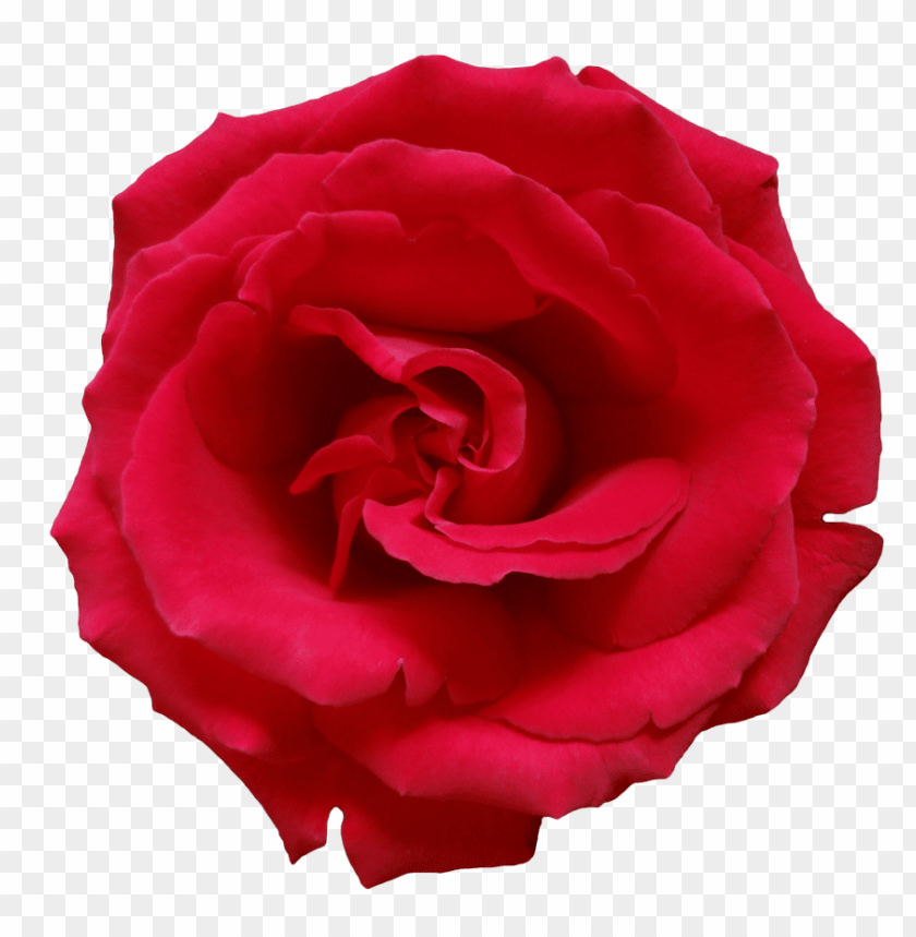 
rose
, 
woody flowering plant
, 
genus rosa
, 
red rose
