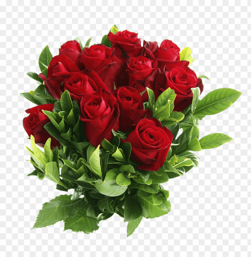 
rose
, 
woody flowering plant
, 
genus rosa
, 
red rose
